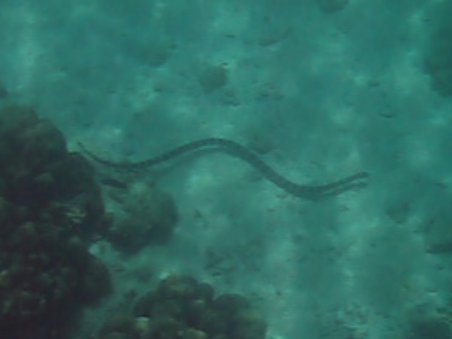 Sea Snake